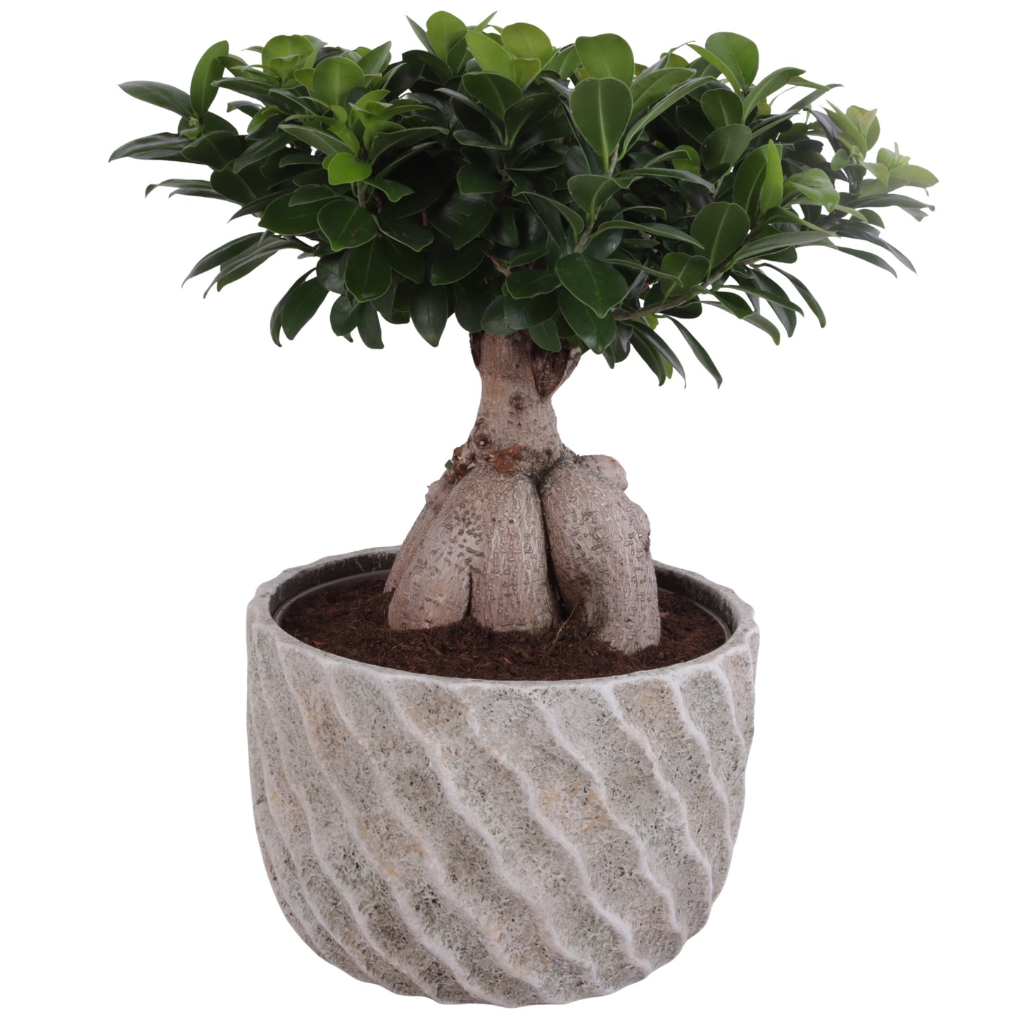 Ficus Ginseng 50cm 27cm Pot