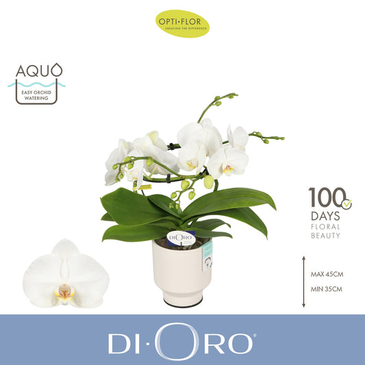 Phalaenopsis white 50cm 12cm Pot