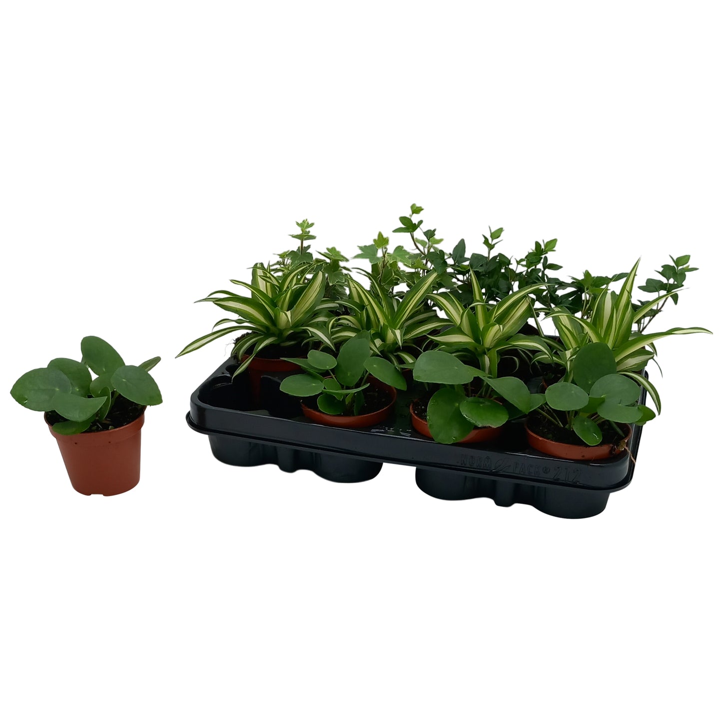 Foliage houseplants mix 17cm Special Pot (508)