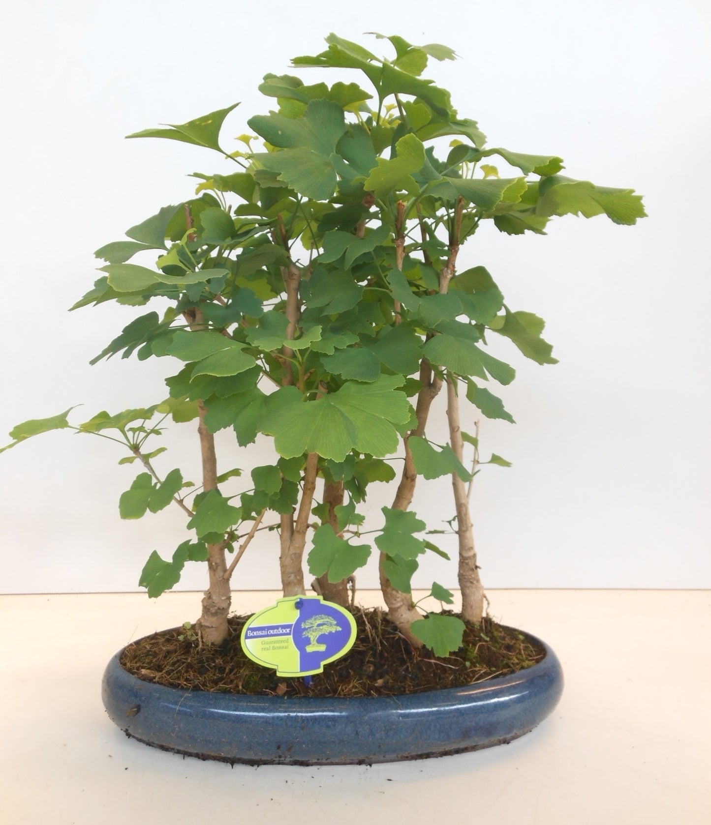 Bonsai Metasequoia Forest 45cm 30cm Pot