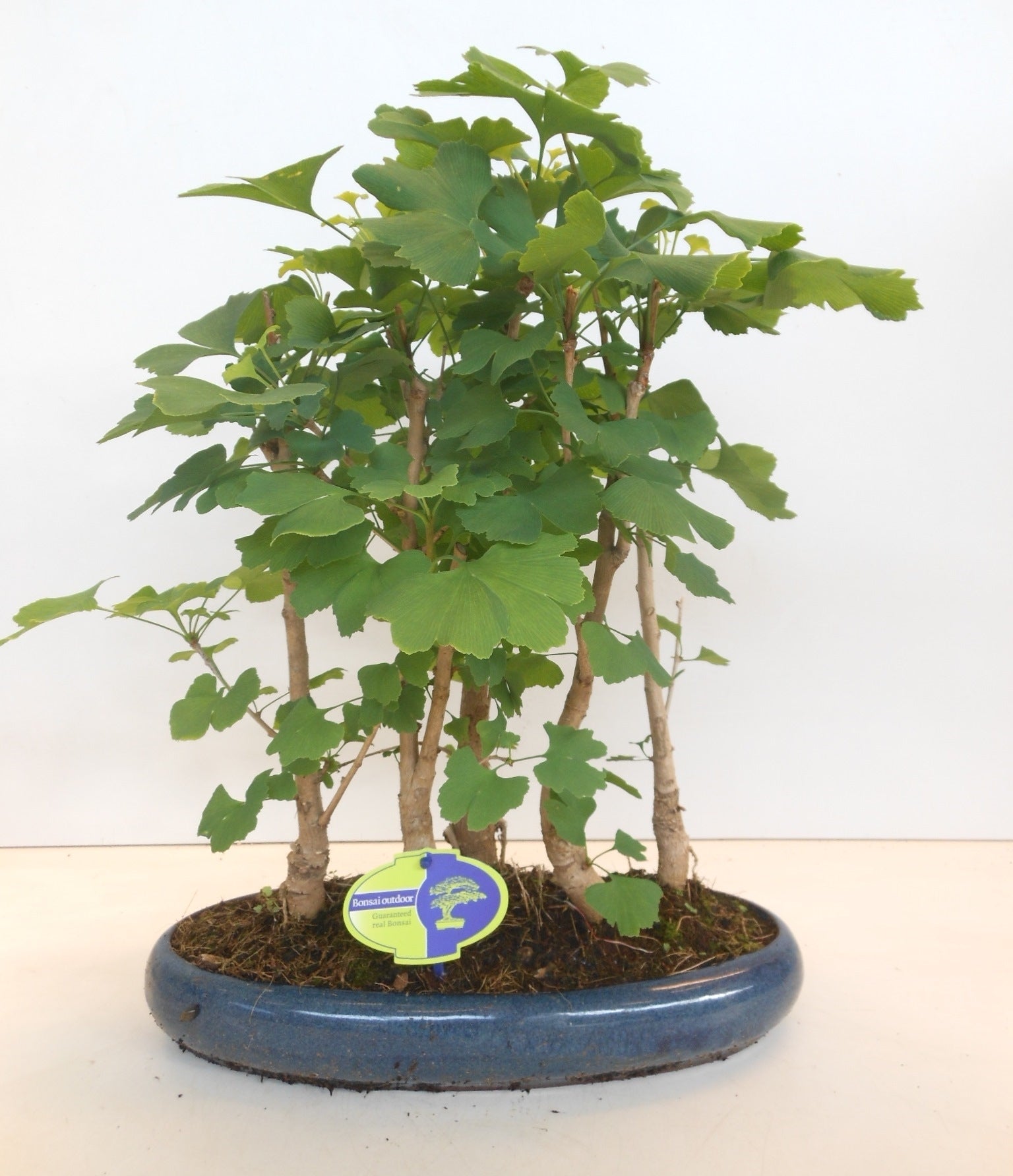 Bonsai Metasequoia Forest 45cm 30cm Pot
