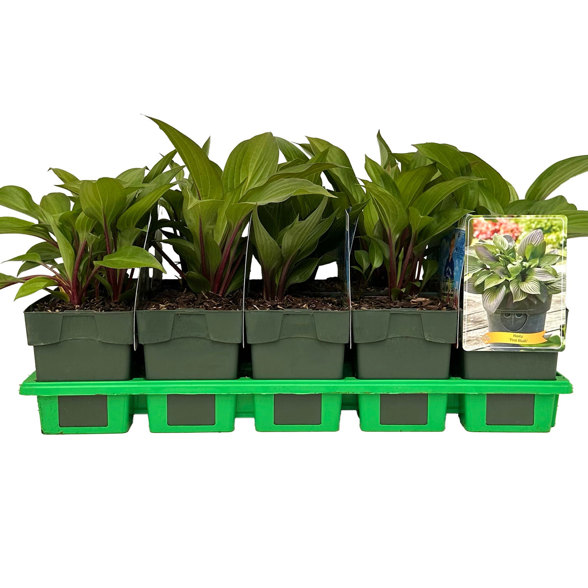 Hosta fortunei 25cm 11cm Pot