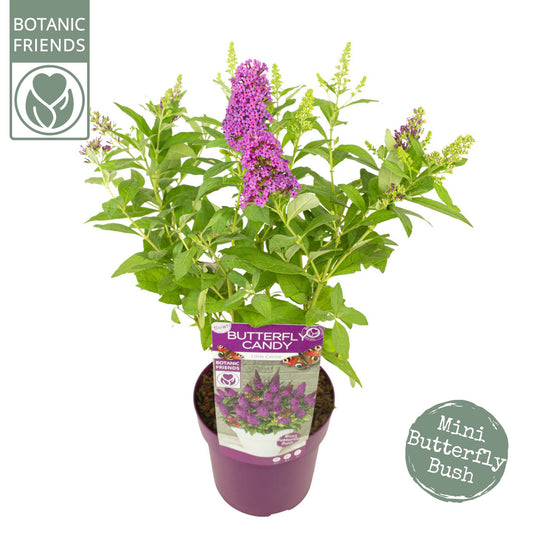 Buddleja Butterfly Candy Little Ruby 45cm 19cm Pot