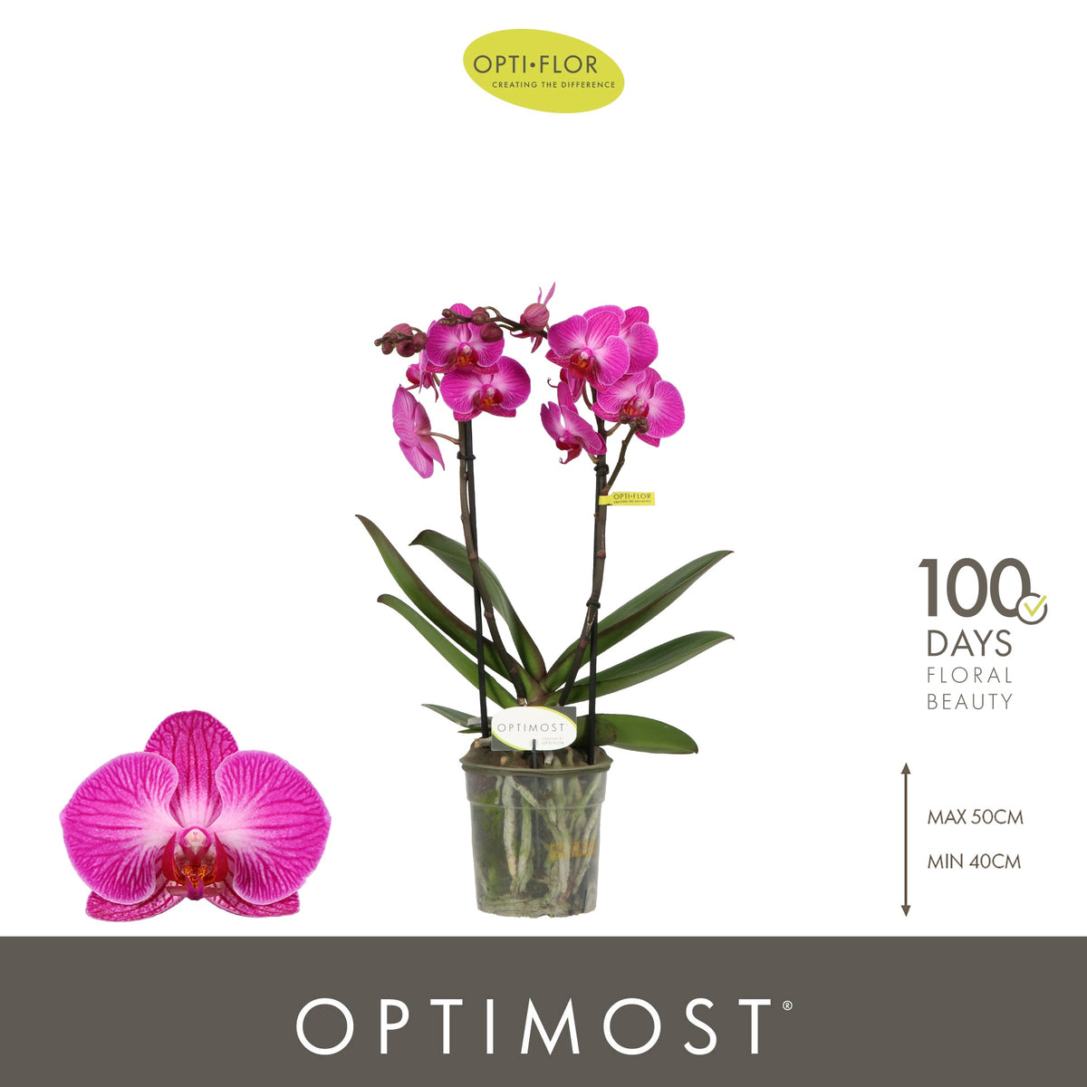 Phalaenopsis Purple 45cm 12cm Pot