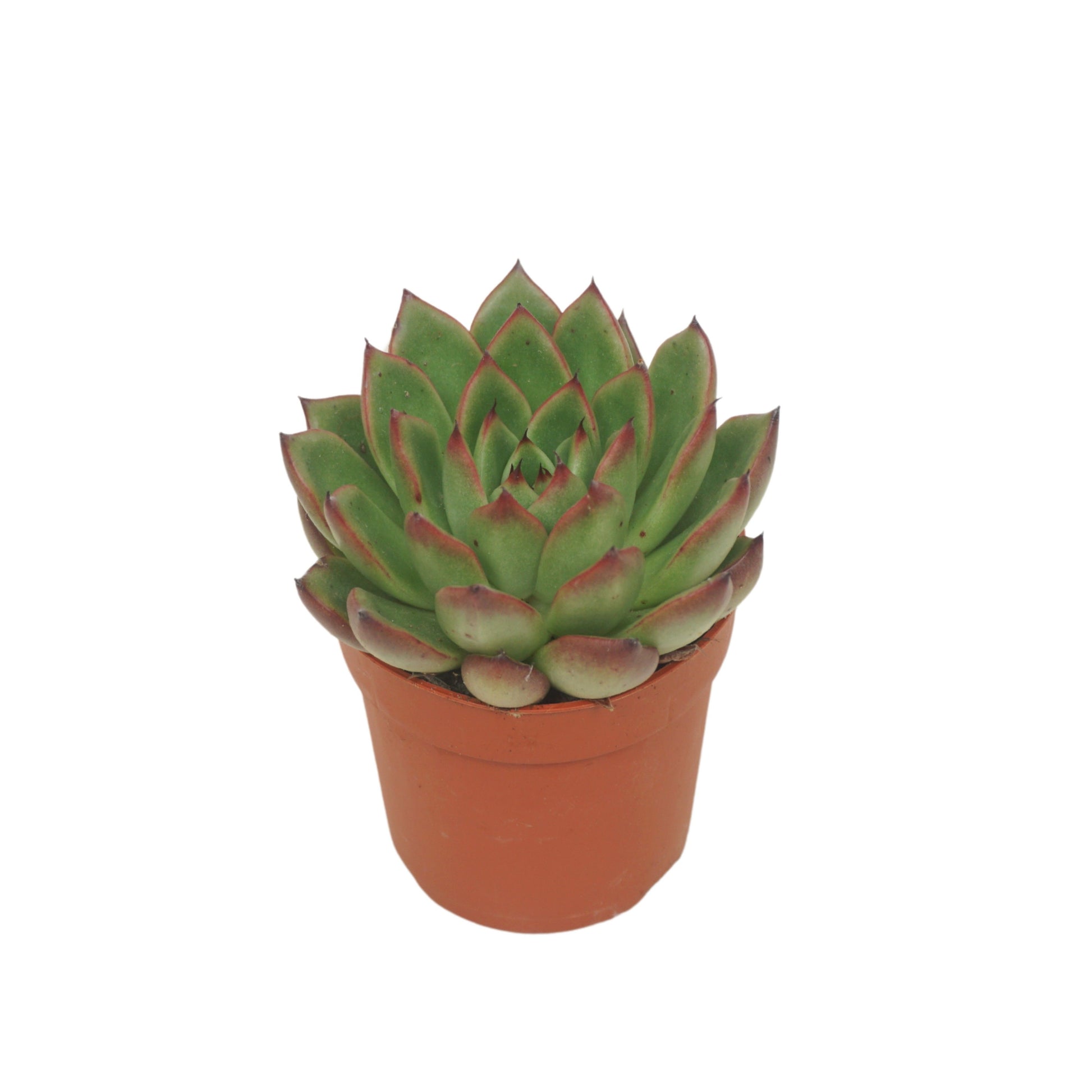 Ubink BV, hkw. Echeveria agavoides Pack of 16