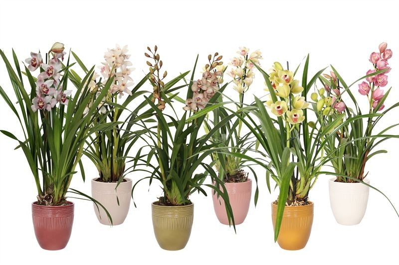 Cymbidium mix 65cm 12cm Pot