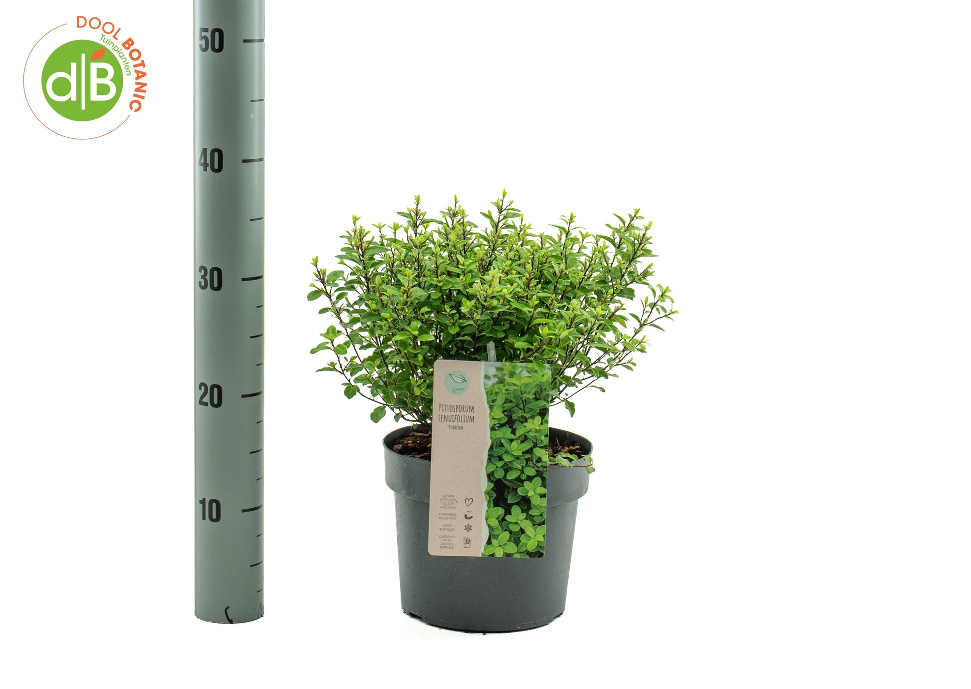 Dool Botanic Pittosporum ten. Pom Pom Pack of 1