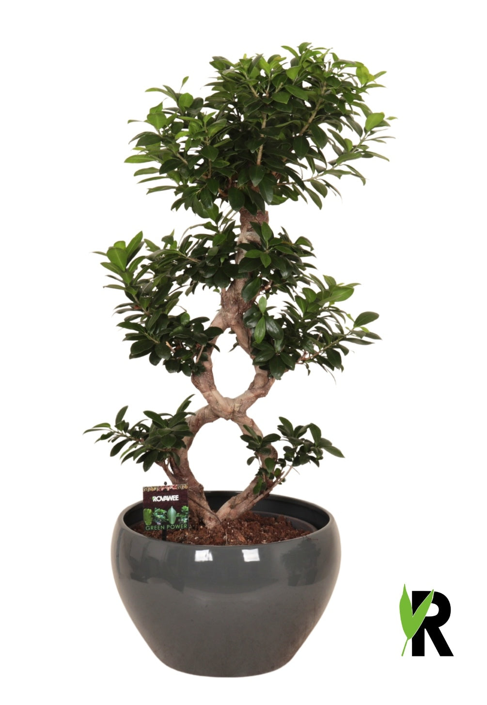Ficus Ginseng 95cm 38cm Pot