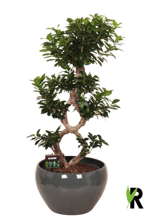 Ficus Ginseng 95cm 38cm Pot