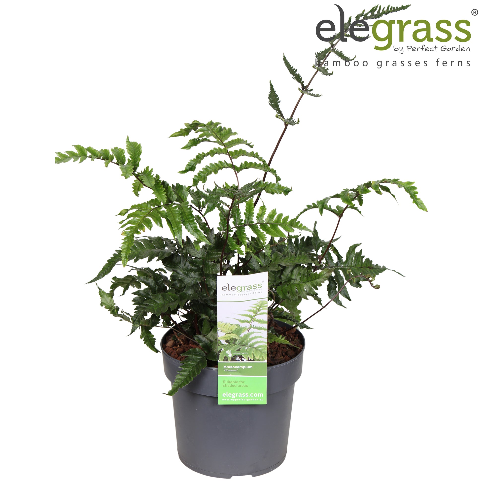 Ferns outdoor mix 45cm 14cm Pot