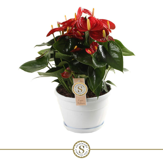 Anthurium Red Champion 45cm 20cm Pot