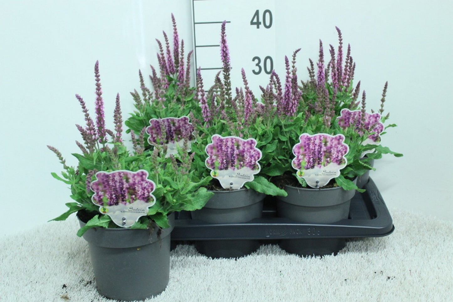 Salvia nemorosa mix 40cm 17cm Pot