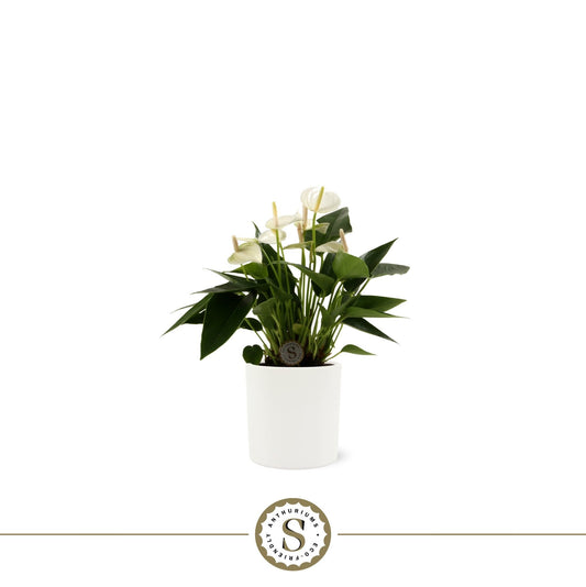 Anthurium White Champion 25cm 9cm Pot