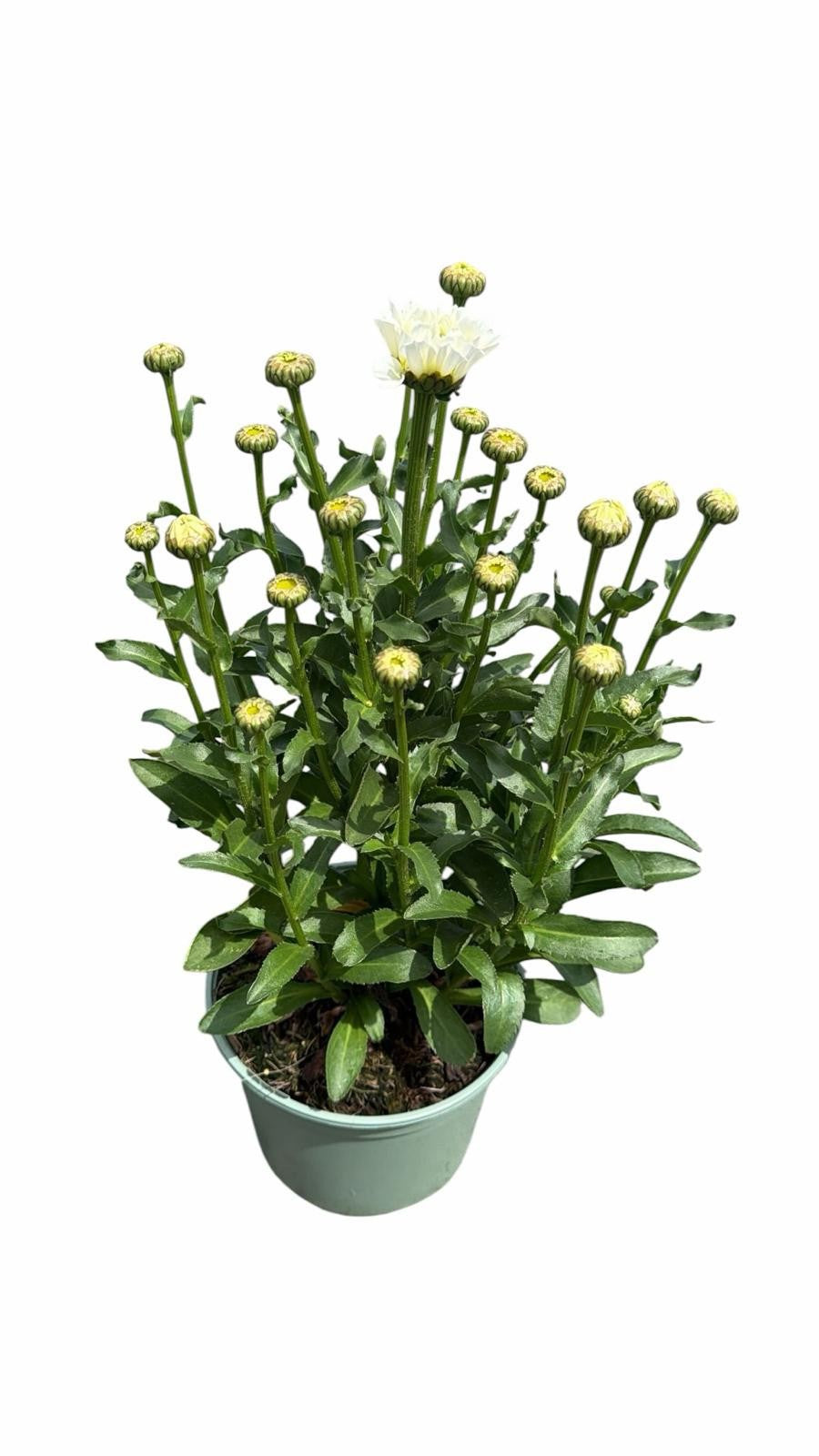 Leucanthemum sup. Snow Lady 45cm 17cm Pot