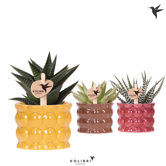 Kolibri Greens Succulents mix 12cm 6cm Pot