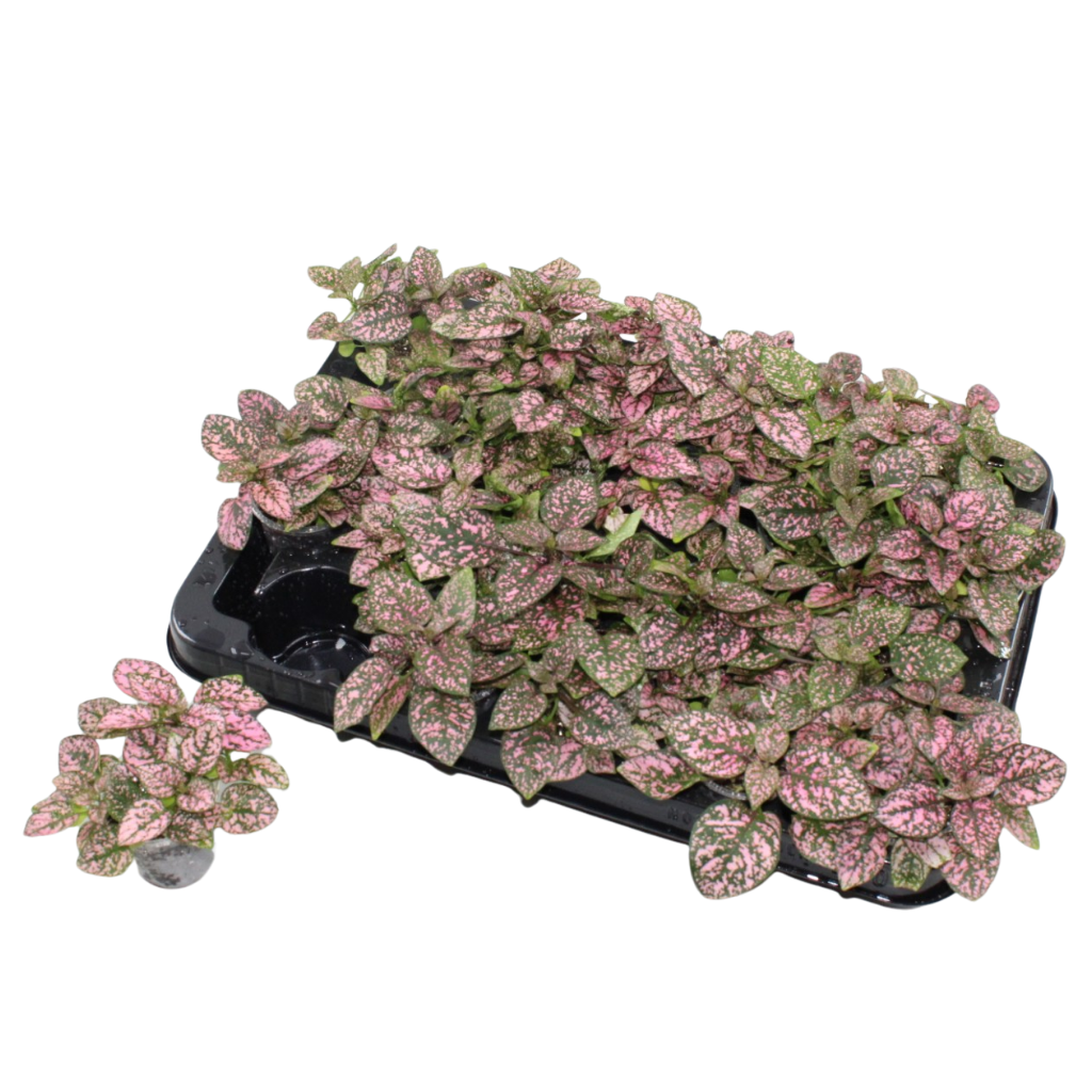 Hypoestes pink 12cm 6cm Pot