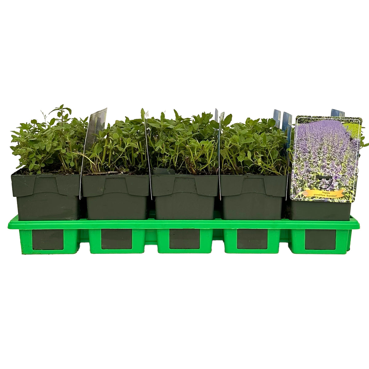 Nepeta faassenii 25cm 11cm Pot