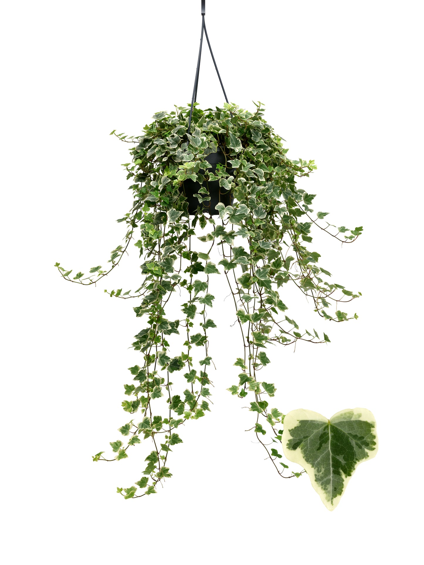 Berg Hedera Hedera White Wonder Pack of 4