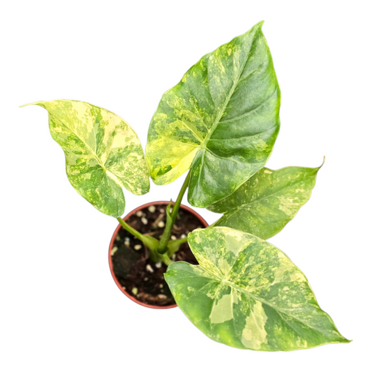 Alocasia amazonica 15cm 9cm Pot