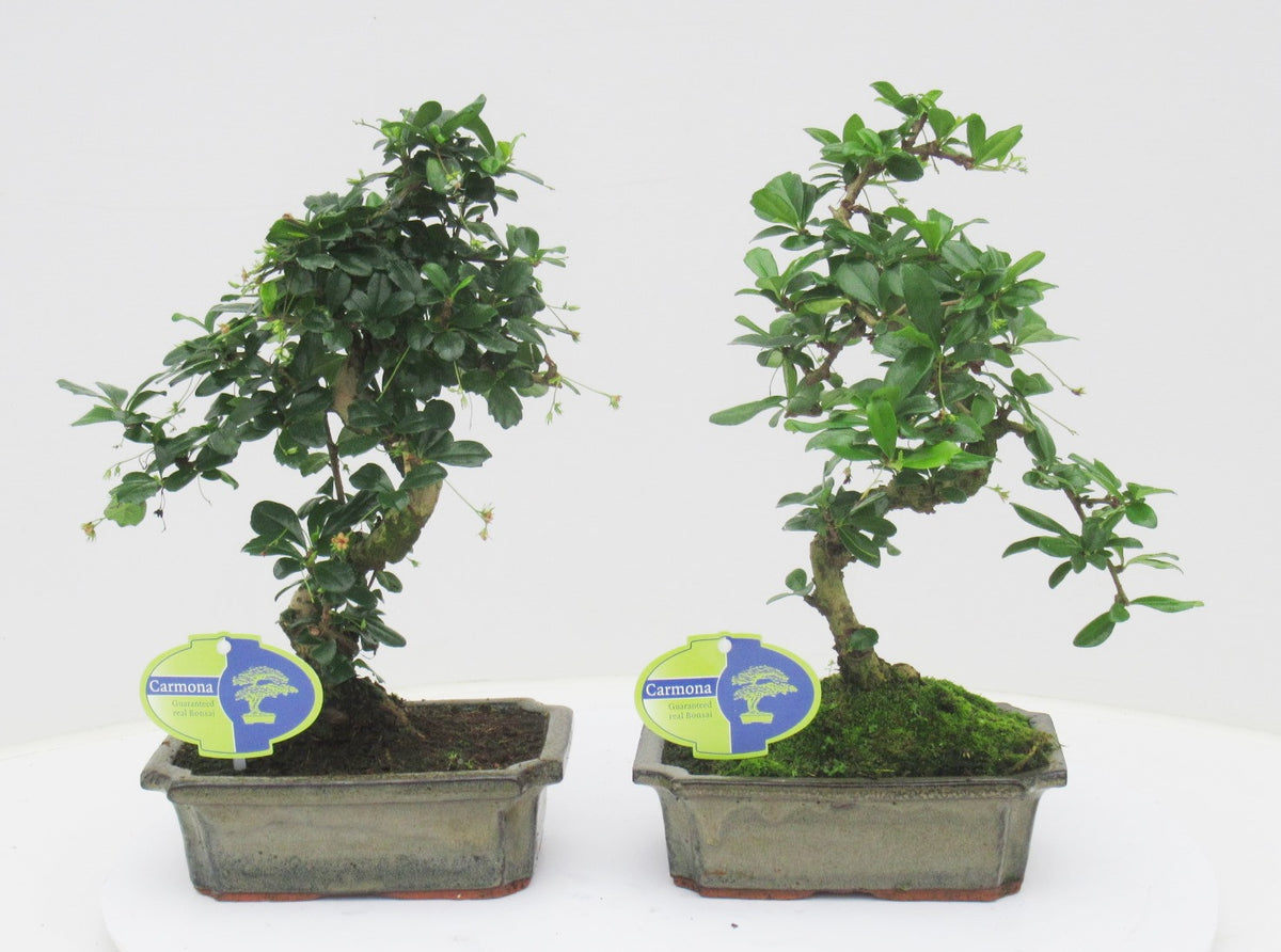 Carmona Bonsai 35cm 20cm Pot
