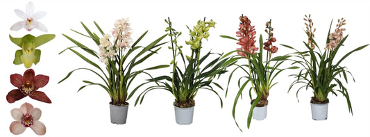 Cymbidium mix 50cm 12cm Pot