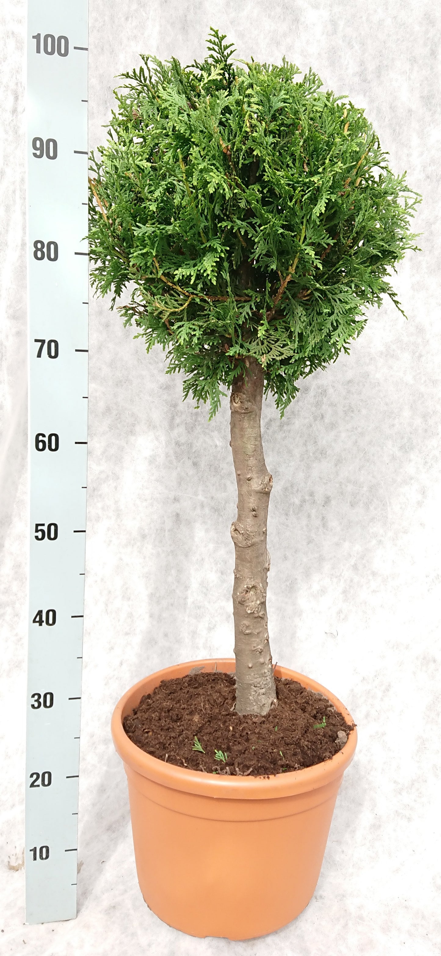 Thuja occidentalis Brabant 100cm 26cm Pot