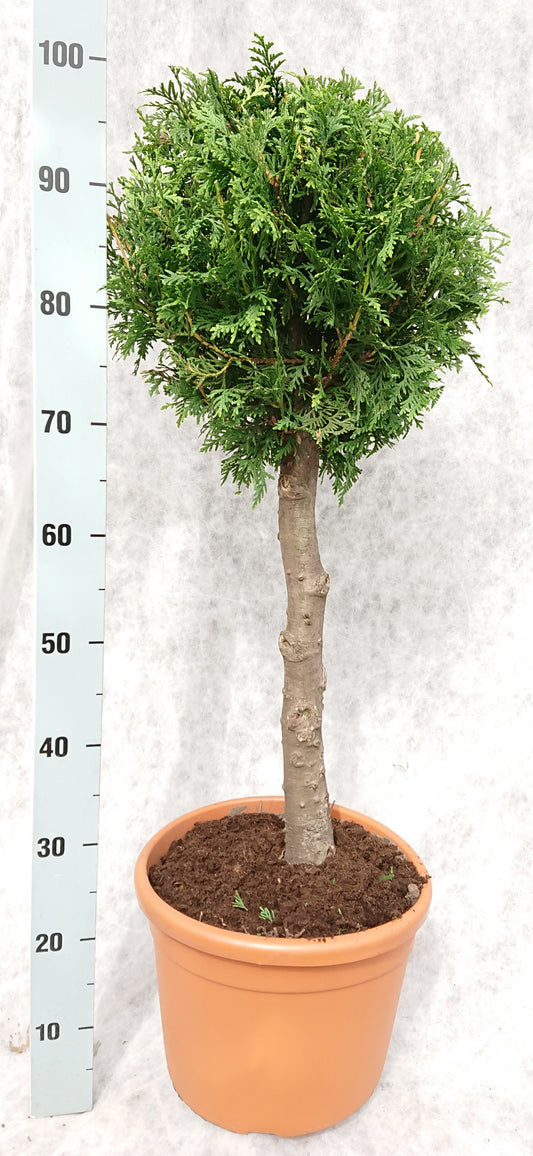 Thuja occidentalis Brabant 100cm 26cm Pot