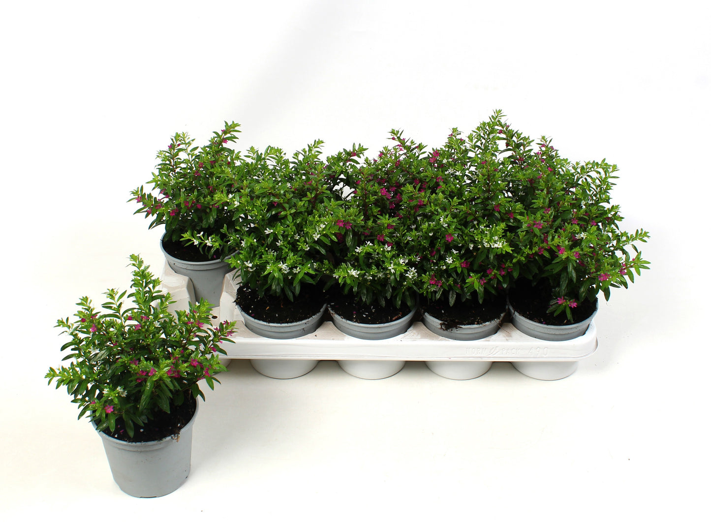 Cuphea hys. trio 20cm 12cm Pot