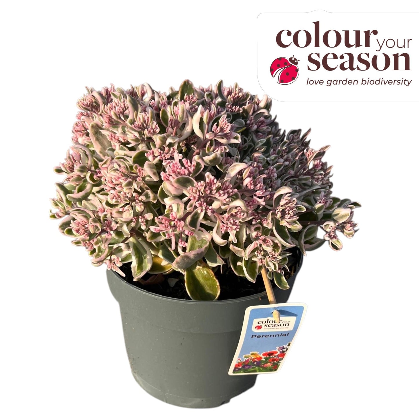 Roest, Mts. Sedum tel. La Vie en Rose Pack of 1