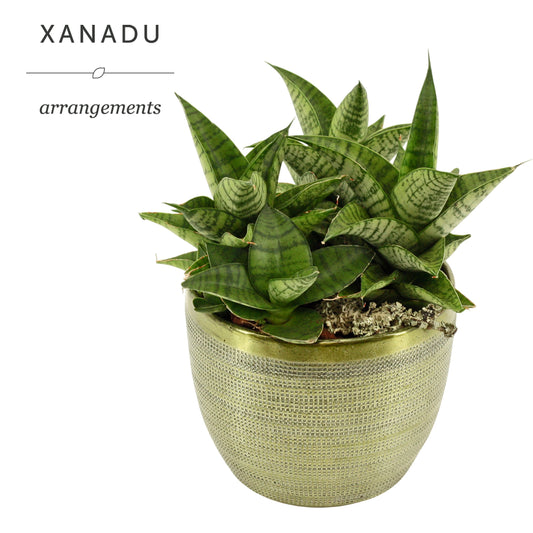 Xanadu Buenos Aires 17cm Pot