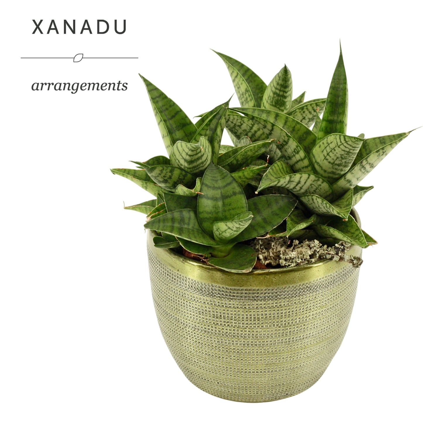 Xanadu Buenos Aires 23cm 17cm Pot