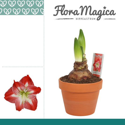 Hippeastrum striped terracotta 25cm 15cm Pot
