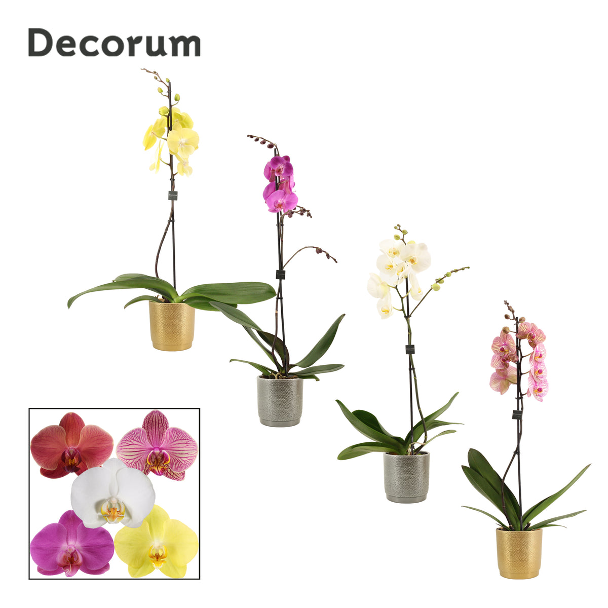 Phalaenopsis mix 65cm 12cm Pot