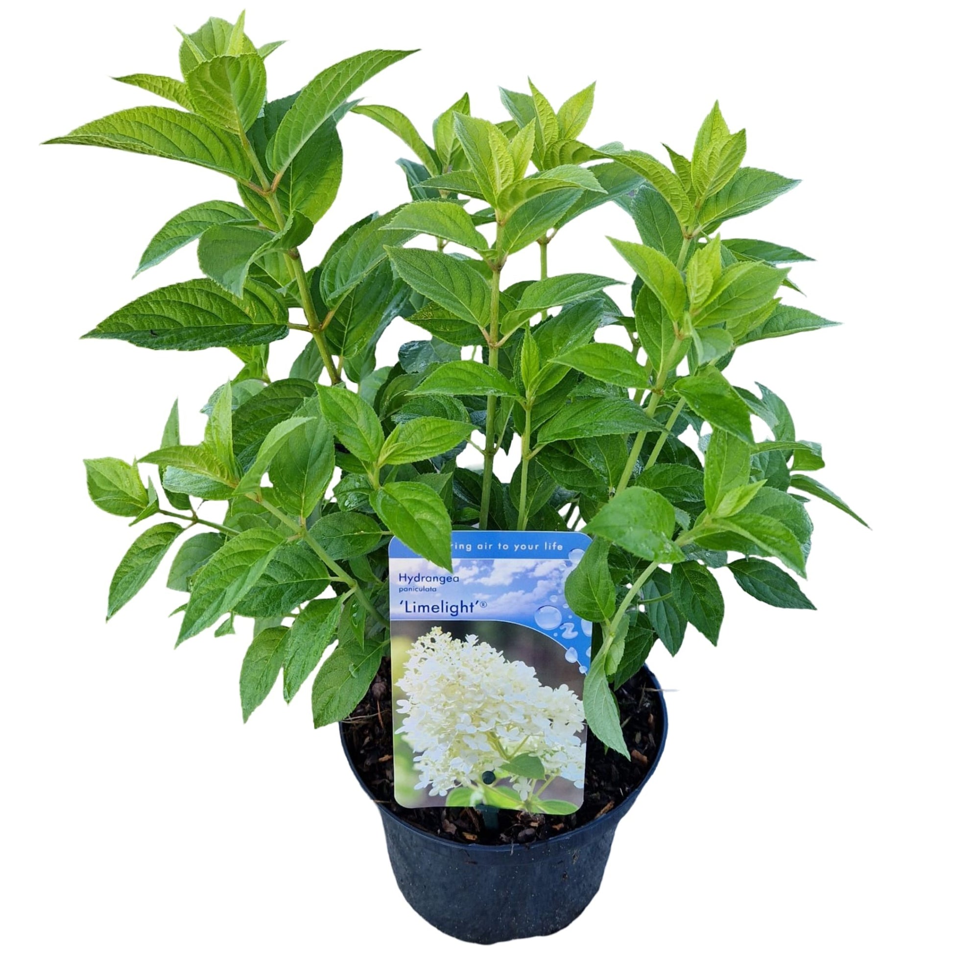 Hydrangea pan. Limelight 70cm 17cm Pot