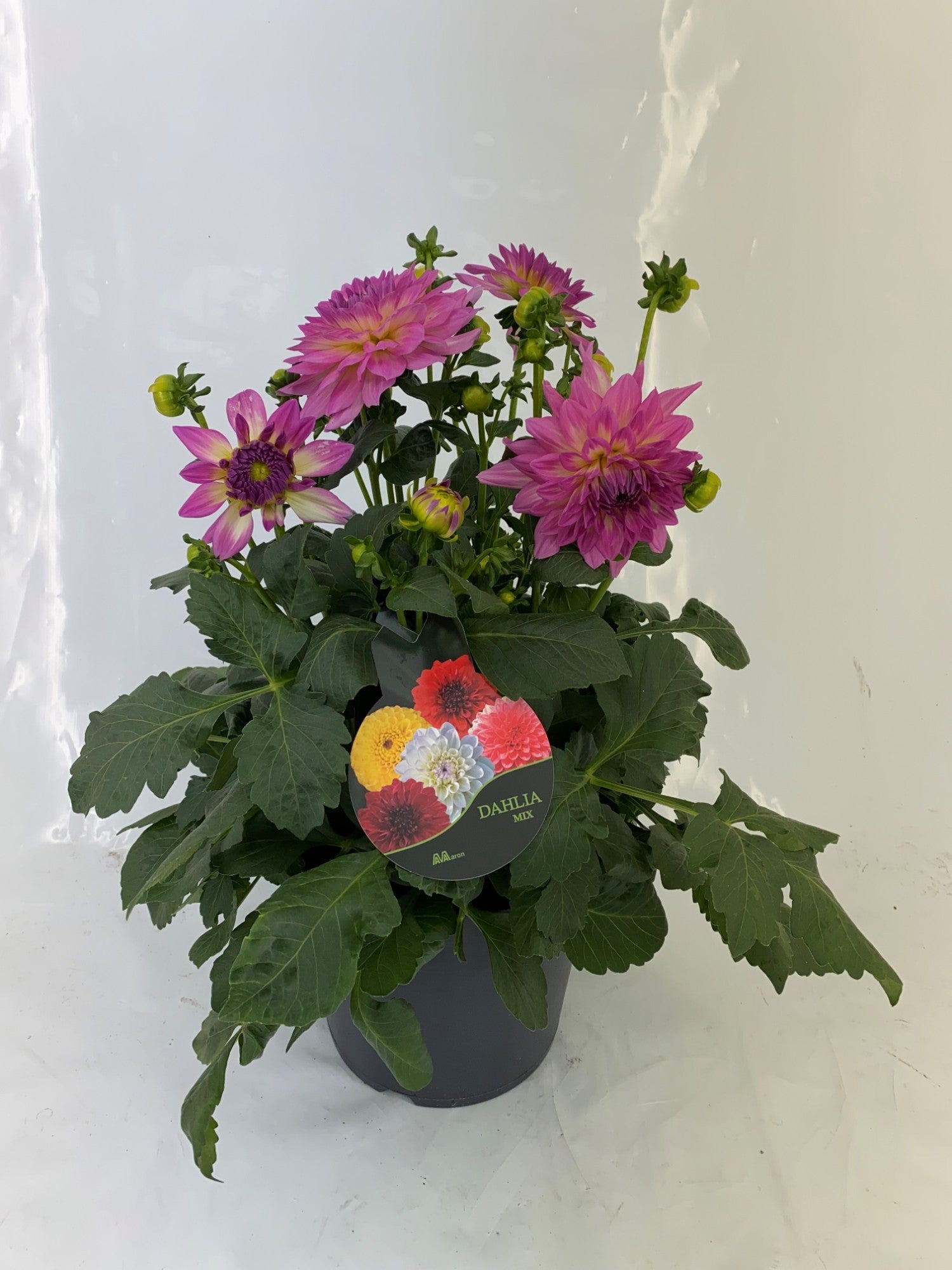 Dahlia Dalina Maxi Salinas 55cm 23cm Pot