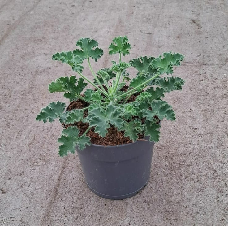Pelargonium graveolens 25cm 14cm Pot