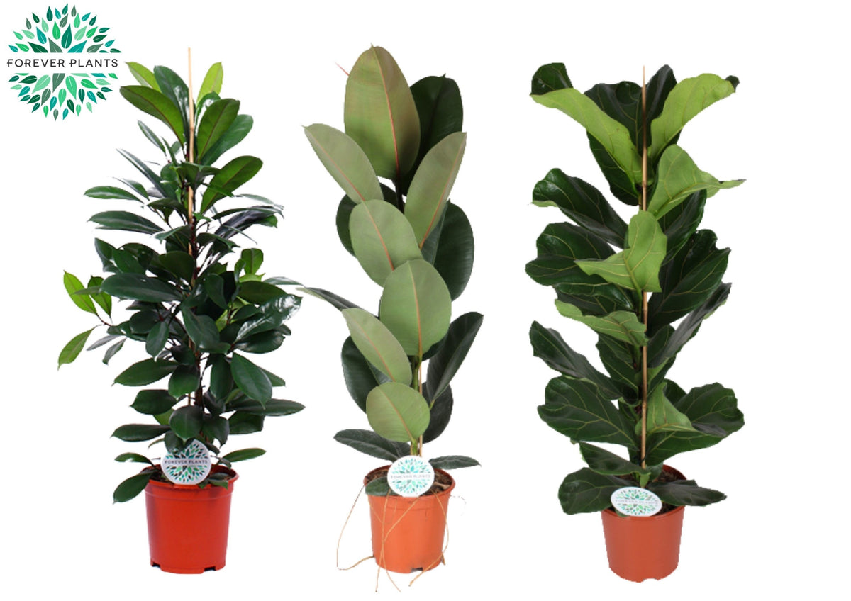 Ficus benjamina 110cm 24cm Pot