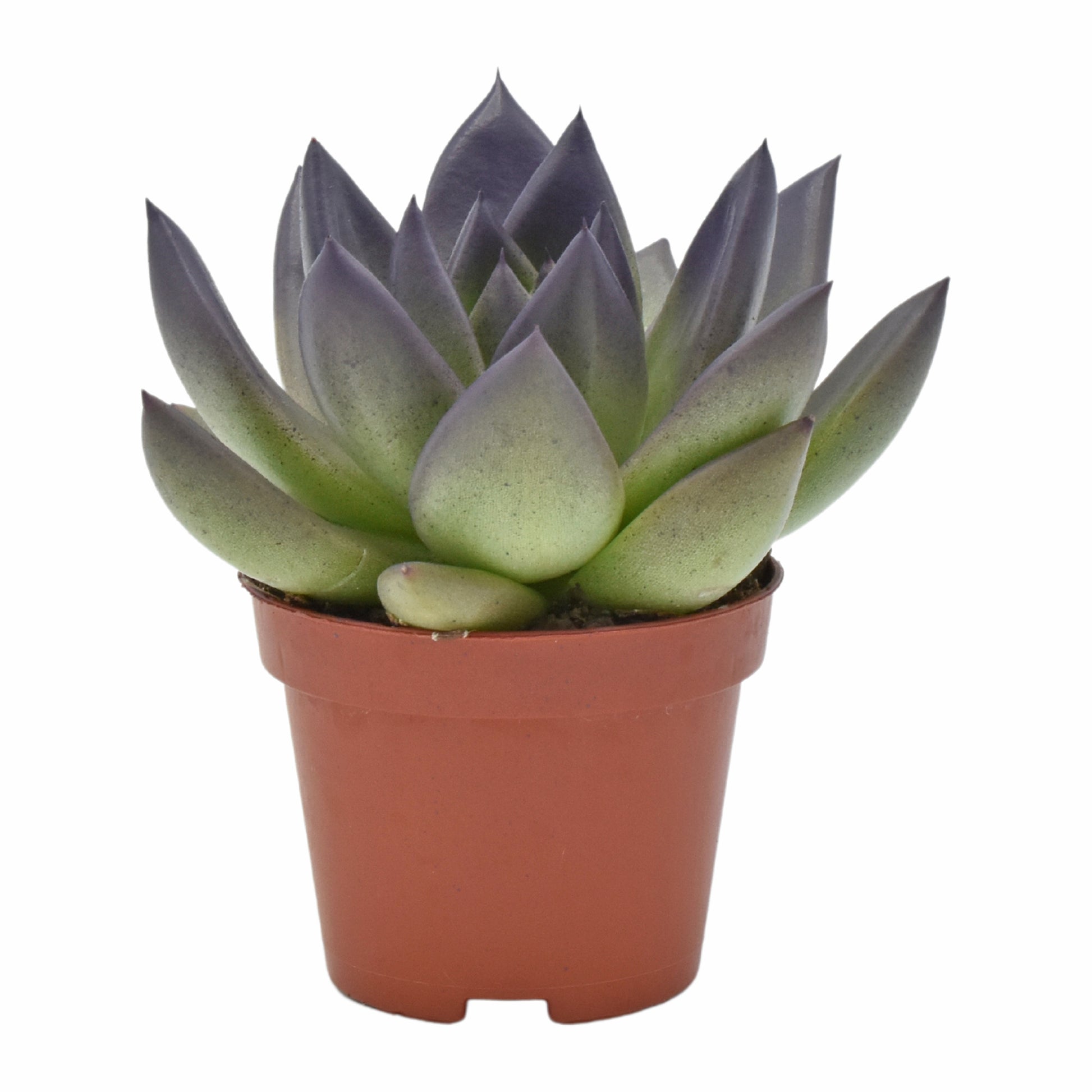 Echeveria Miranda 8cm 6cm Pot