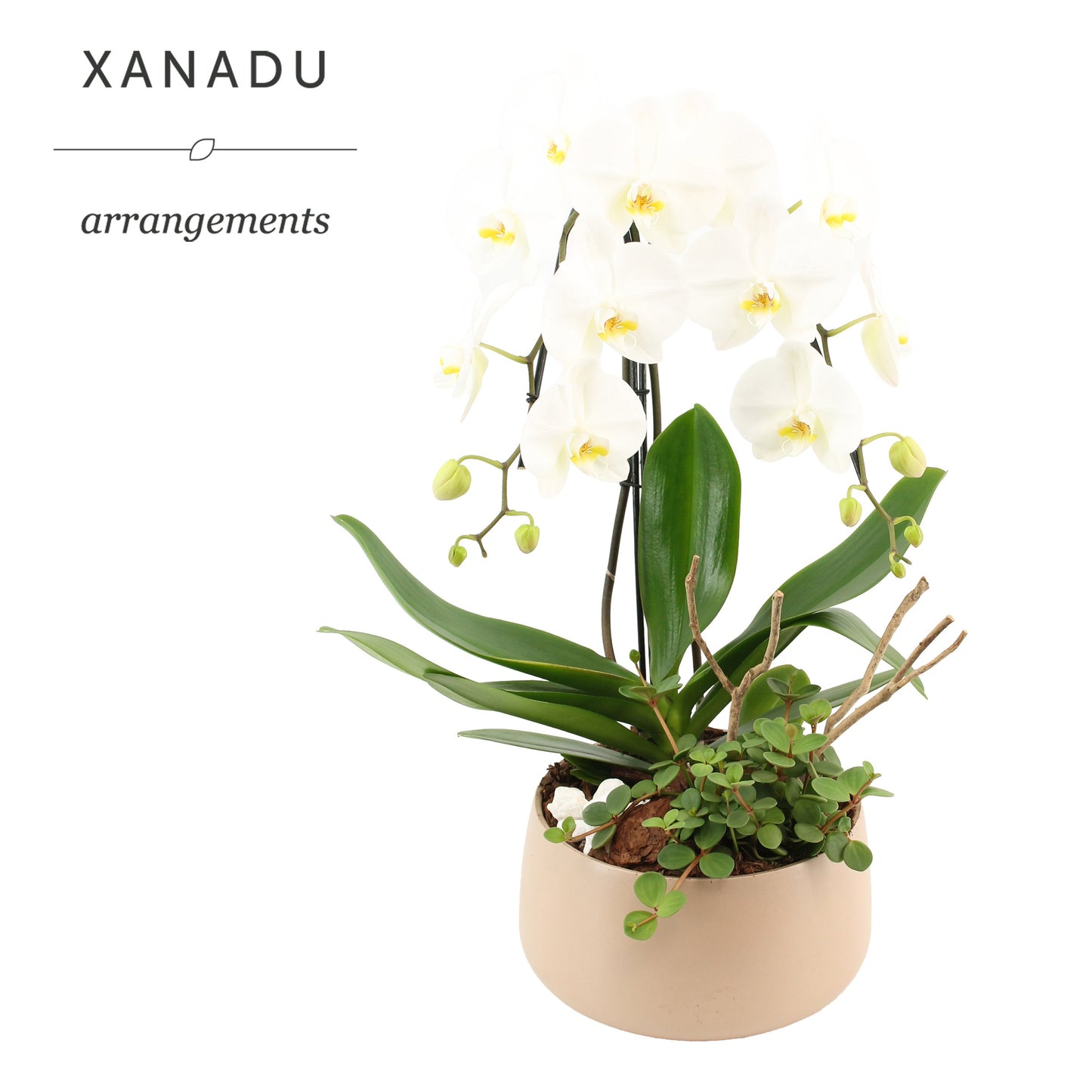 Xanadu Volterra 60cm 24cm Pot