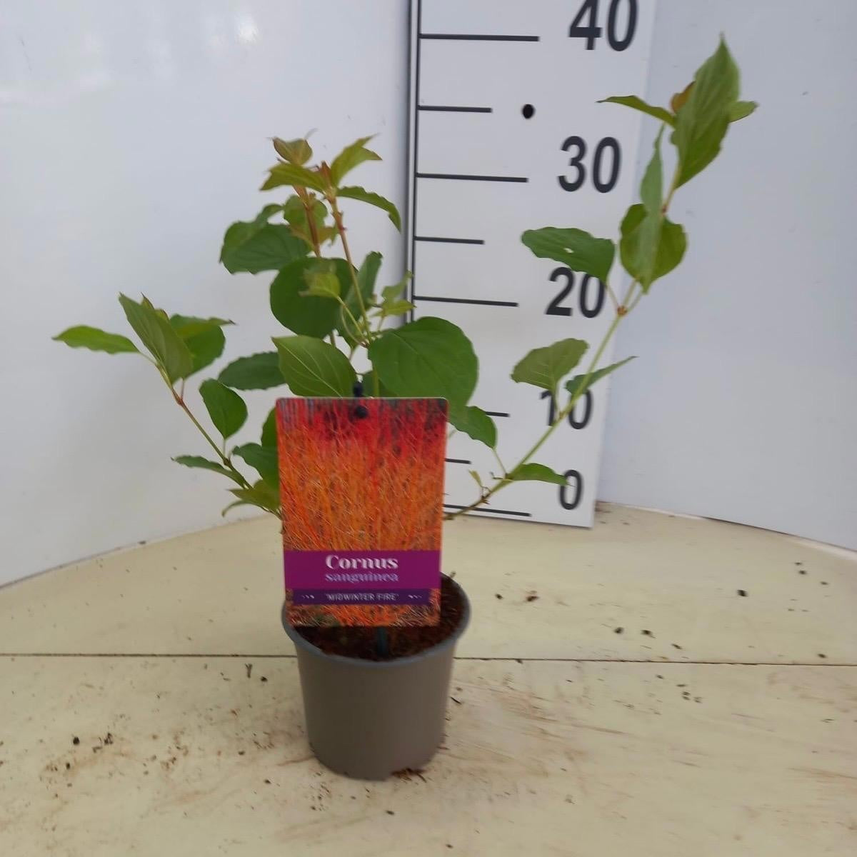 Cornus Midwinter Fire 25cm 12cm Pot