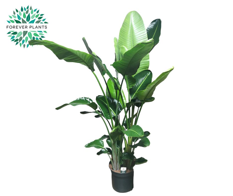 Strelitzia nicolai 220cm 35cm Pot