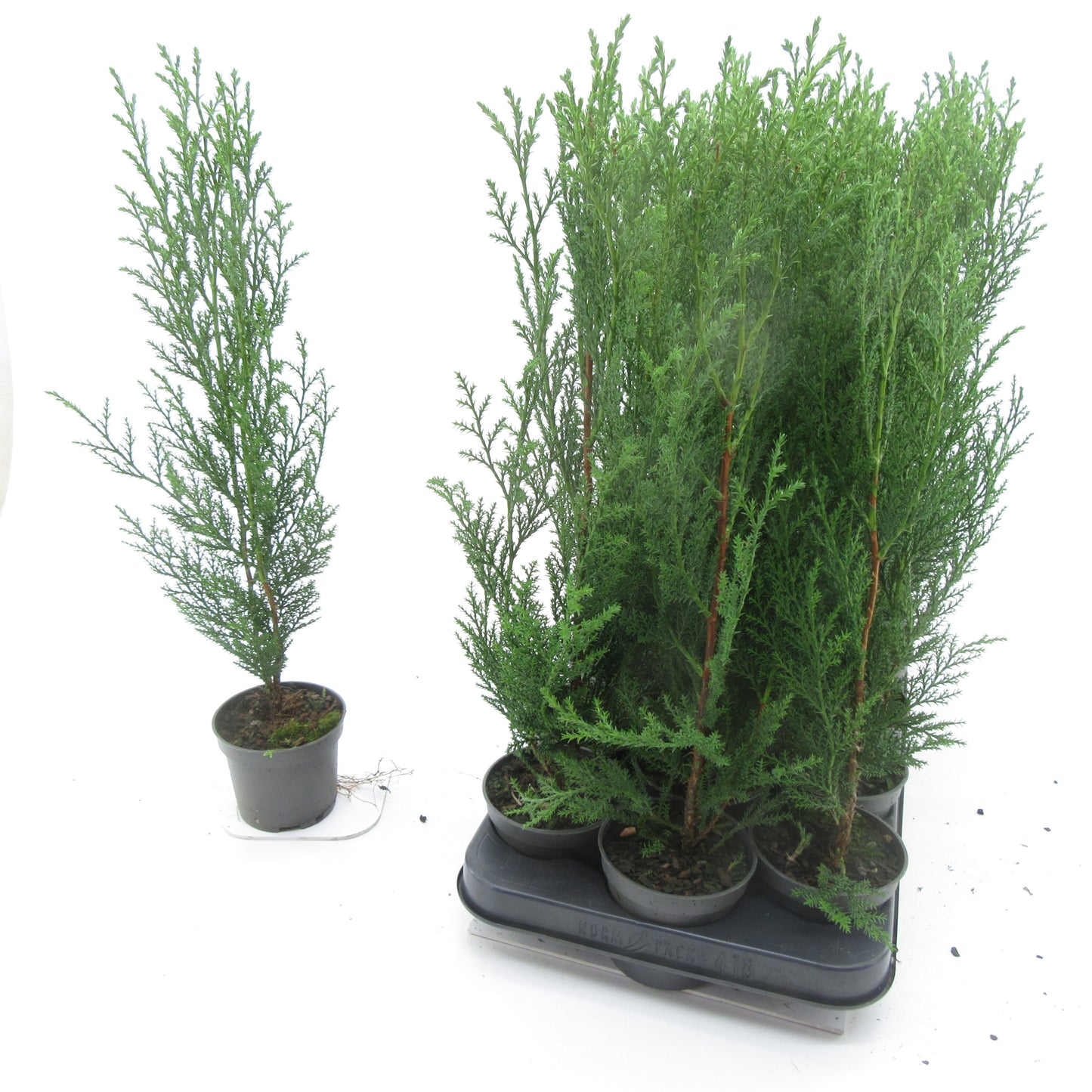 Cupressocyparis leylandii 40cm 9cm Pot
