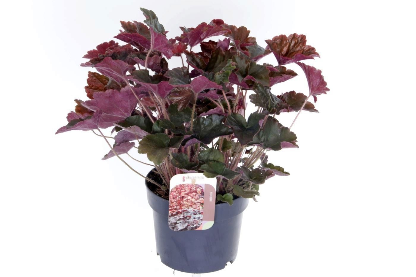 Noordpoel BV, Kw. de Heuchera Palace Purple Pack of 6