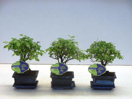 Sageretia Bonsai 20cm 12cm Pot