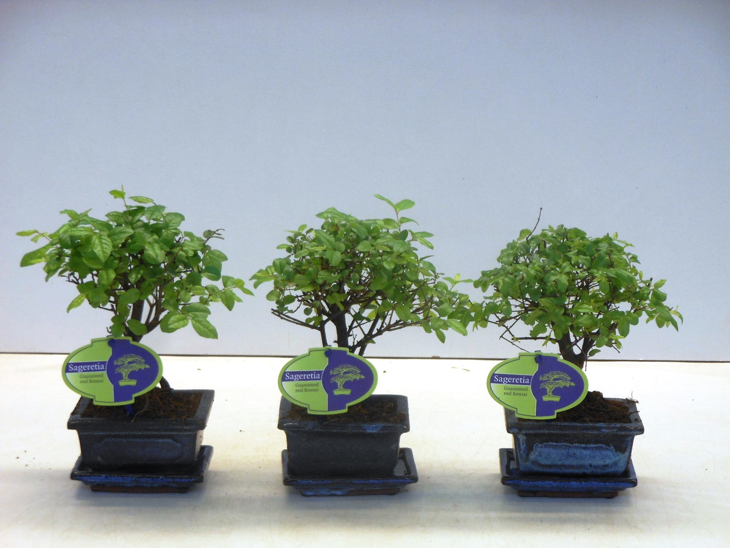 Lodder Bonsai BV Sageretia Bonsai Pack of 14