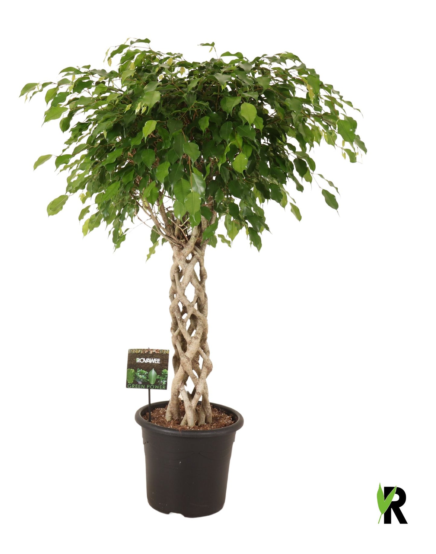 Ficus benj. Exotica 130cm 32cm Pot