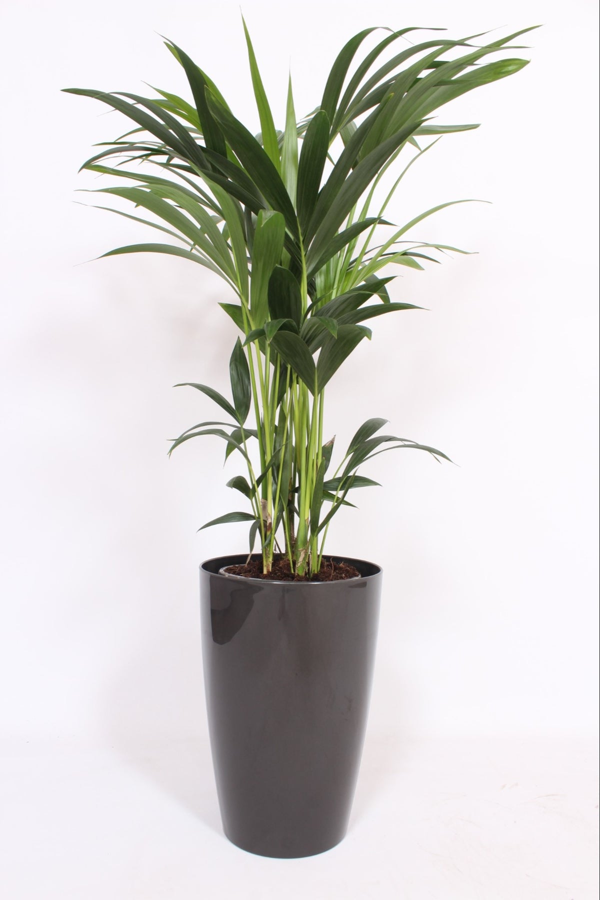 Howea forsteriana 120cm 29cm Pot
