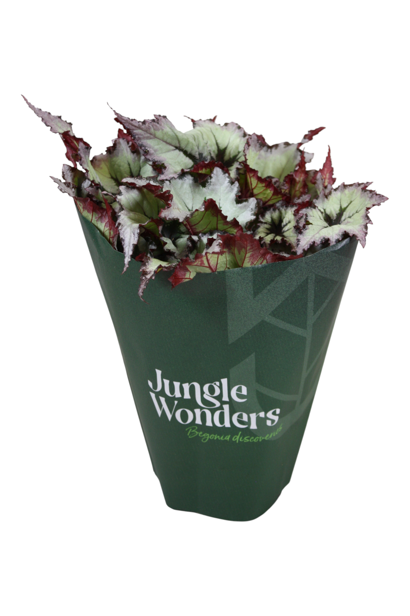 Begonia Beleaf Nordic Glacier 30cm 15cm Pot