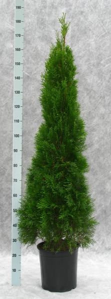 Thuja occidentalis Smaragd 180cm 31cm Pot