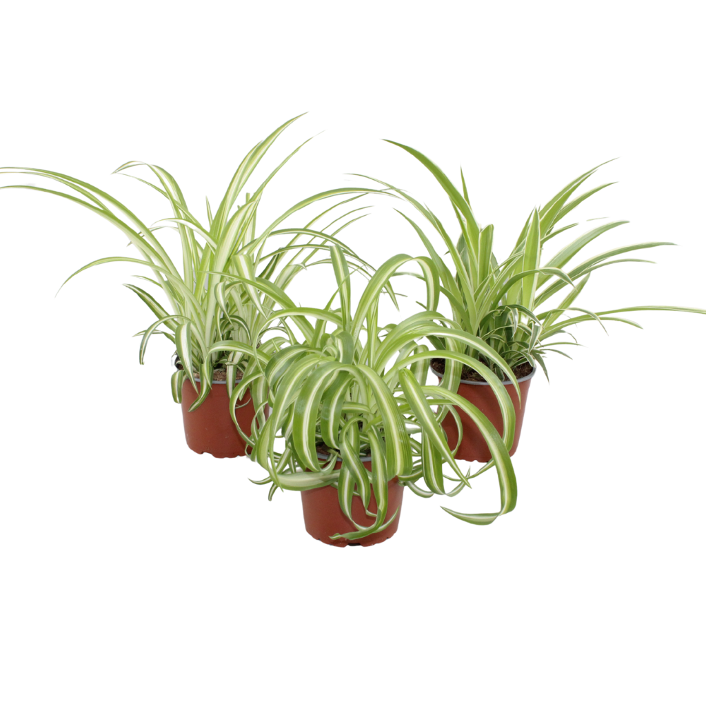 Jongenotter Potpl.kwekerij, Willem Chlorophytum mix Pack of 10